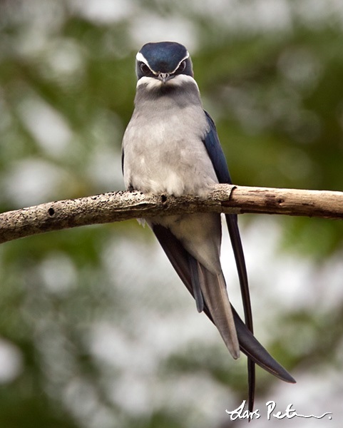 Moustached Treeswift